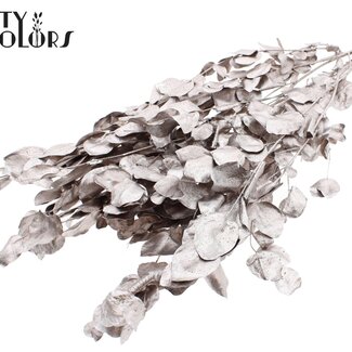 QC Gedroogde Eucalyptus | Kleur: Champagnekleurig | Eucalyptus Cinerea Takken | Lengte ± 50 centimeter | Per 5 bossen