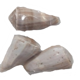 QC Blue Valai Poo Shells | Colour: Natural Brown | Contents 5 pieces | Per 6 bags