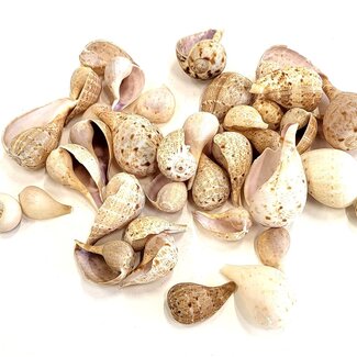 QC Thalam Paladai Shells | Colour: Natural Brown | Weight 500 grams | Per 2 bags