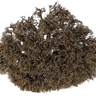 QC Dried Deco Iron Bush | Colour: Natural | Length 30 - 35 centimetres | Per 2 pieces