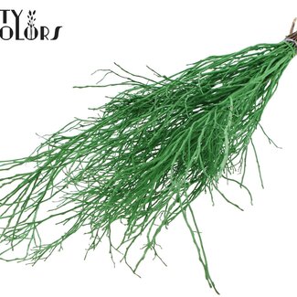 QC Dried Huckleberry | Colour: Light Green | Vaccinium Dried Flower Branches | Per 5 bunches