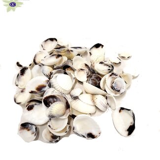 QC Karandai Chippy Coquillages | Couleur : Brun Naturel | Par 2 kilos de coquillages