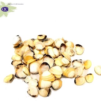 QC Yellow Chippy Schelpen | Kleur: Naturelle Geel | Per 2 kilo schelpen