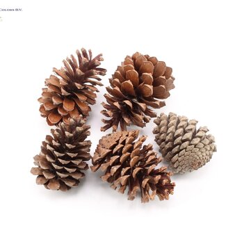 QC Maritima Dennenappels | Kleur: Naturelle Bruin | Lengte 10 - 14 centimeter | Per 25 dennenappels