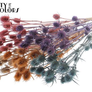 QC Gedroogde Distels | Frosted Mix | Kleur: Gemengde Kleuren | Cardistella Droogbloemen | Lengte ± 70 centimeter | 5 takken per bos | Per 6 bossen