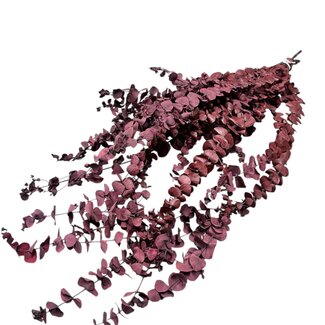 Dolce Vita Natural Red Eucalyptus Baby Blue | Preserved | Length ± 60 centimetres | Weight ± 150 grams