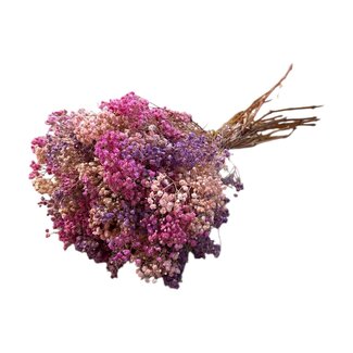 Casa Alegria Mélange Gypsophile rose violet Fleurs séchées | Gypsophile préservée | Longueur ± 65 centimètres | Par 100 grammes