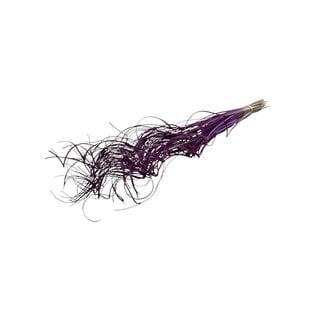 Dutch Dried Purple Curly Ting Ting dried flowers | Length ± 60 centimetres | Weight ± 100 grams