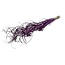 Paarse Curly Ting Ting droogbloemen | Lengte ± 60 centimeter | Gewicht ± 100 gram