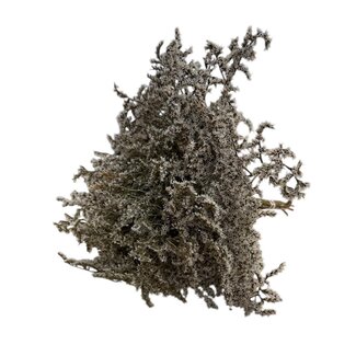 Dutch Dried Naturweißer Meerlavendel | Limonium Tataricum | Länge ± 30 cm | Pro 5 Zweige