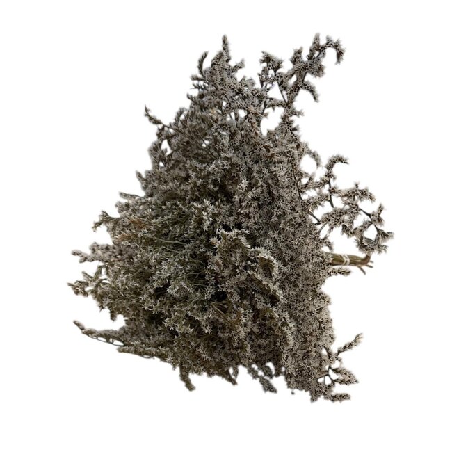 Naturel witte Zeelavendel | Limonium Tataricum | Lengte ± 30 cm | Per 5 takken