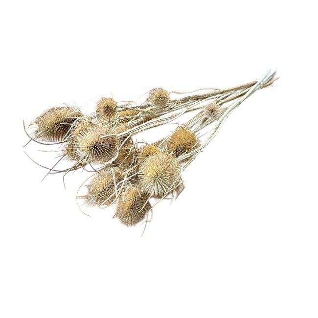 Naturelle Cardistella Thistles dried flowers | Length ± 60 centimetres | Per 100 grams
