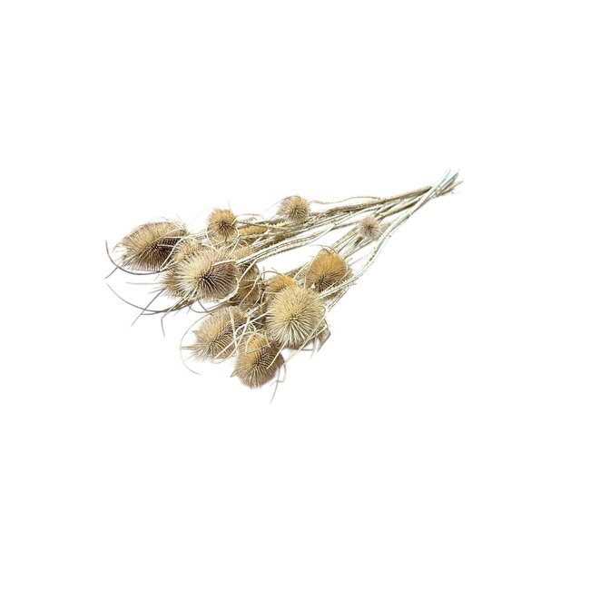 Naturelle Cardistella Distels droogbloemen | Lengte ± 60 centimeter | Per 100 gram