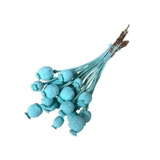 Dutch Dried Aqua blue Papaver Somniferum dried flowers | Length ± 65 centimetres | Weight ± 200 grams