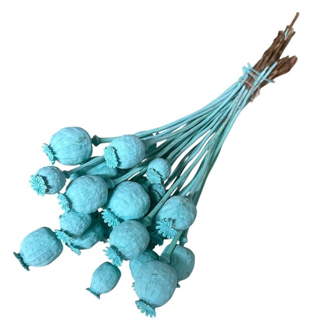Pavot Somniferum bleu aqua fleurs séchées | Longueur ± 65 centimètres | Poids ± 200 grammes