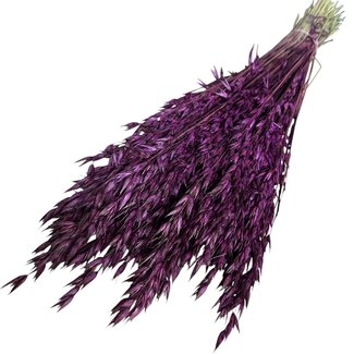 Dutch Dried Dark Purple Avena Oats Dried Flowers | Length ± 70 centimetres | Weight 150 grams