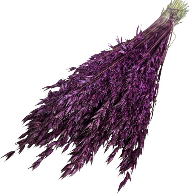 Donkerpaarse Avena Haver droogbloemen | Lengte ± 70 centimeter | Gewicht 150 gram
