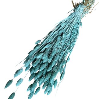 Dutch Dried Aqua blaue Phalaris Trockenblumen | Länge ± 65 Zentimeter | Gewicht ± 175 Gramm