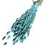 Phalaris séchées bleu aqua | Longueur ± 65 centimètres | Poids ± 175 grammes