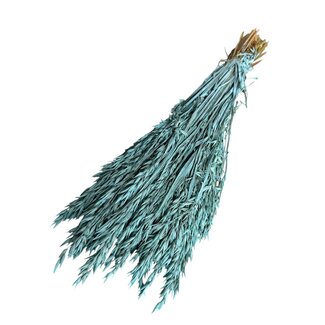 Dutch Dried Aqua blue Avena Oats dried flowers | Length ± 70 centimetres | Weight 150 grams