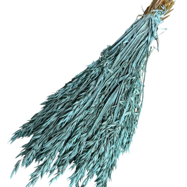 Aqua blue Avena Oat dried flowers | Length ± 70 centimetres | Weight 150 grams