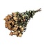 Lichtroze gedroogde Trosrozen | Spray Rose droogbloemen | Lengte ± 50 centimeter | Per 10 rozen