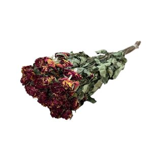 DriedRoses.com Geel-rode gedroogde Trosrozen | Spray Rose droogbloemen | Lengte ± 50 centimeter | Per 10 rozen