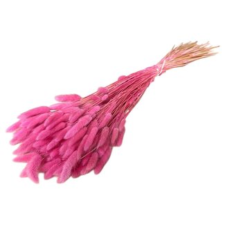 Dolce Vita Lagurus | Pink Rasberry | 100 gr | 70 cm