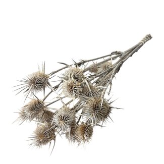Dutch Dried Cardistella Distels séchées naturelles | Longueur ± 70 centimètres | Par 10 branches