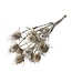 Naturelle Cardistella Distels droogbloemen | Lengte ± 70 centimeter | Per 10 takken