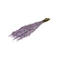 Lilac Misty Avena Haver droogbloemen | Lengte ± 70 centimeter | Gewicht 150 gram