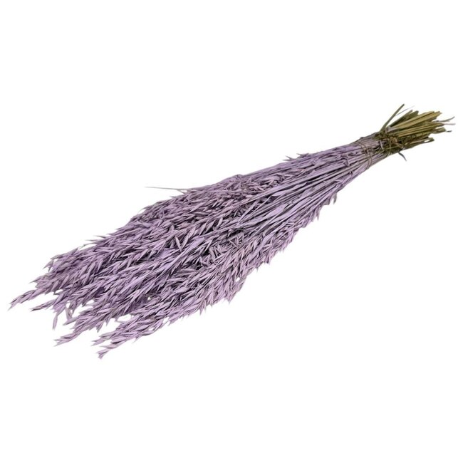 Lilac Misty Avena Oat dried flowers | Length ± 70 centimetres | Weight 150 grams
