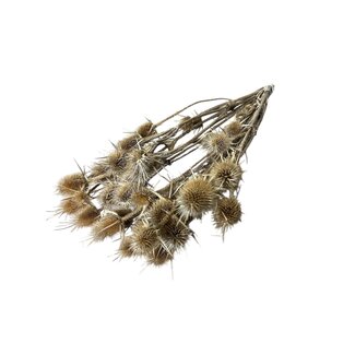 Dutch Dried Naturelle Cardistella Distels droogbloemen | Lengte ± 60 centimeter | Gewicht 75 gram