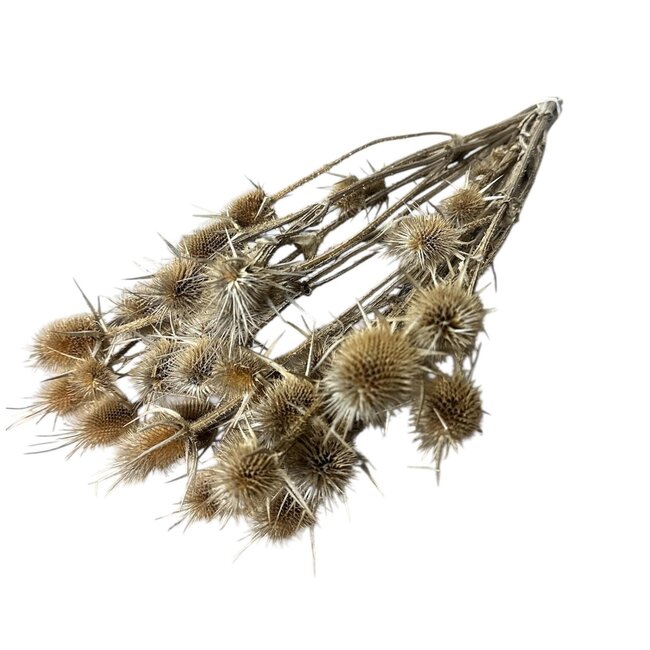 Naturelle Dipsacus distels droogbloemen | Lengte ± 60 centimeter | Gewicht 75 gram