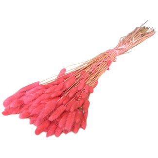 Dolce Vita Pink Neon Lagurus Trockenblumen | Länge ± 70 Zentimeter | Gewicht ± 100 Gramm