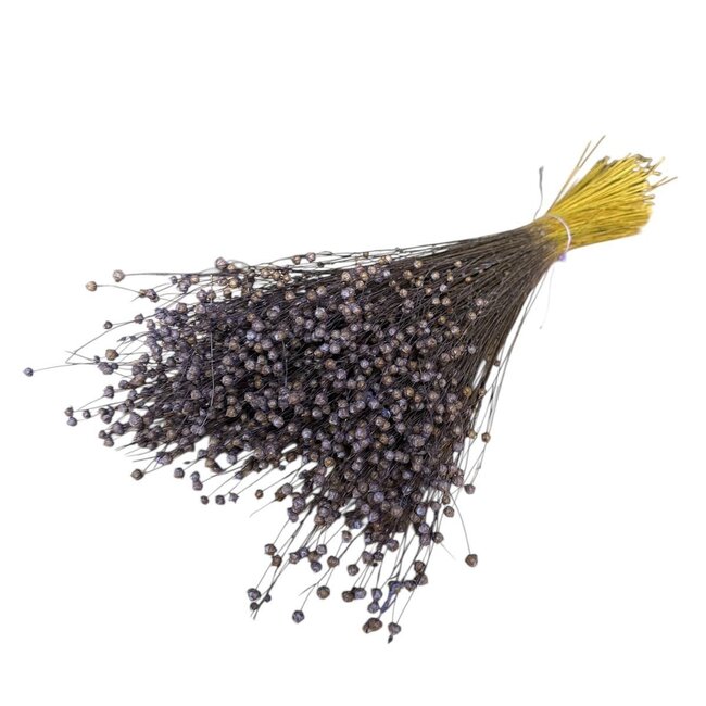 Lilac Frosted Linum - Vlas droogbloemen | Lengte ± 65 centimeter | Gewicht ± 150 gram