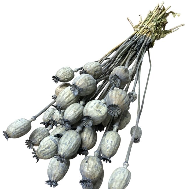 Green Dust Papaver Somniferum droogbloemen | Lengte ± 65 centimeter | Gewicht ± 200 gram