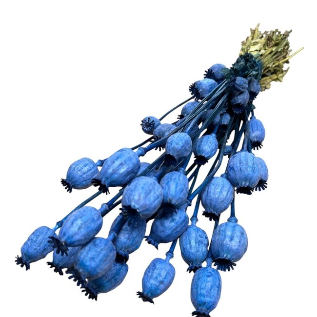 Blauwe Papaver Somniferum droogbloemen | Lengte ± 65 centimeter | Gewicht ± 200 gram