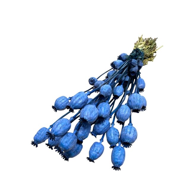 Blue Papaver Somniferum dried flowers | Length ± 65 centimetres | Weight ± 200 grams