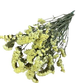 Dutch Dried Hellgelbe Statice Sinuata Trockenblumen | Länge ± 70 Zentimeter | Gewicht ± 75 Gramm