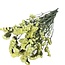 Statice Sinuata séchées jaune clair | Longueur ± 70 centimètres | Poids ± 75 grammes