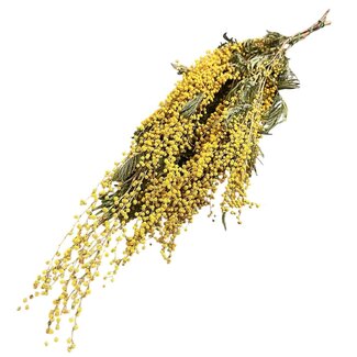 Dolce Vita Mimosa Mirandol séchée naturelle jaune | Longueur ± 65 centimètres | Poids ± 200 grammes