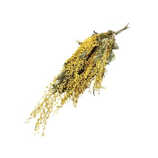 Dolce Vita Gelb natürliche Mimosa Mirandol Trockenblumen | Länge ± 65 Zentimeter | Gewicht ± 200 Gramm
