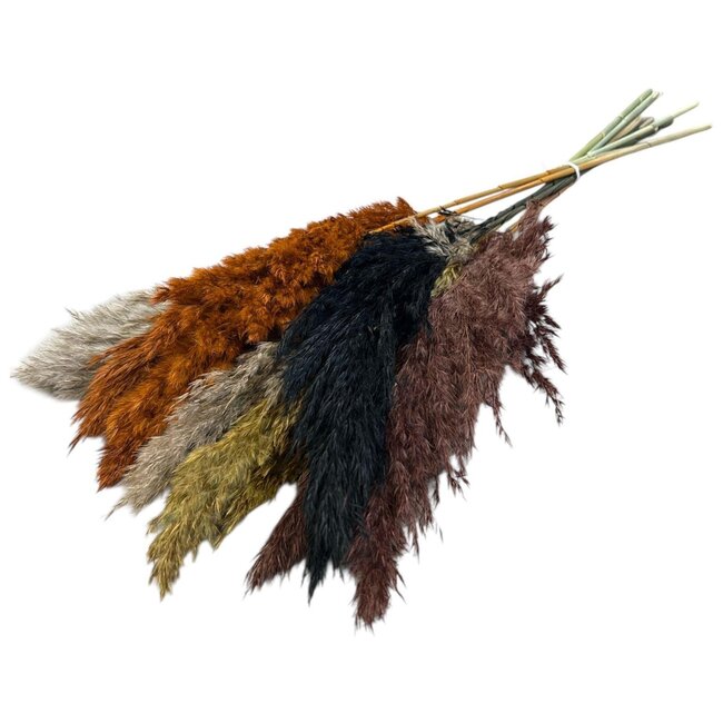 Mélange d'automne de plumes de pampas séchées | Longueur ± 70 centimètres | Par 10 tiges