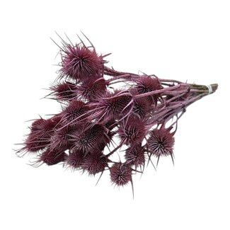 Dutch Dried Hellrosa Cardistella Disteln Trockenblumen | Länge ± 55 Zentimeter | Gewicht 100 Gramm