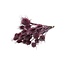Light Pink Cardistella Thistles Dried Flowers | Length ± 55 centimetres | Weight 100 grams