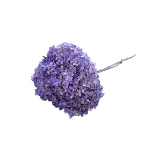 Dutch Dried Milka paarse Hydrangea | Gepreserveerde Hortensia | Lengte ± 60 centimeter | Per stuk
