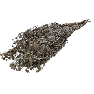 Casa Alegria Natural Eryngium Cardo S dried flowers | Length ± 65 centimetres | Weight ± 125 grams