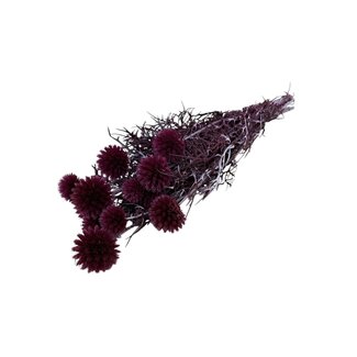 Casa Alegria Paarse Echinops XL gepreserveerde bloemen | Lengte ± 65 centimeter | Gewicht ± 350 gram | Per 10 takken