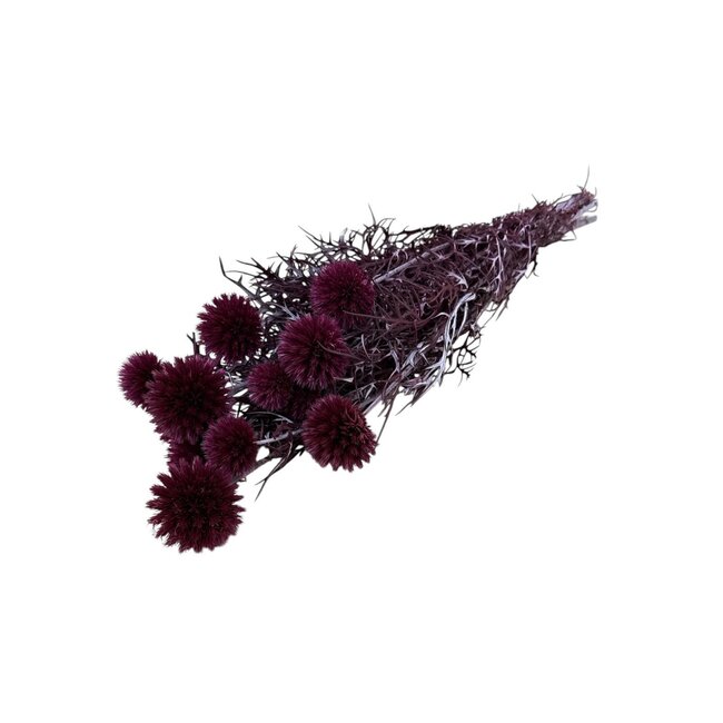 Lila Echinops XL konservierte Blumen | Länge ± 65 Zentimeter | Gewicht ± 350 Gramm | Pro 10 Stiele